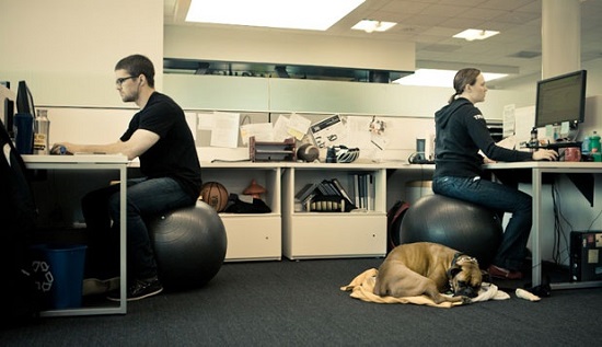 10 razones para llevar a tu perro al trabajo